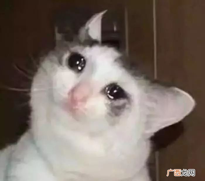 流泪猫猫头是什么意思,小猫流鼻涕流眼泪怎么回事?