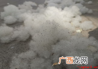 飞絮季孩子如何做好防护 飞絮会传播新冠病毒吗