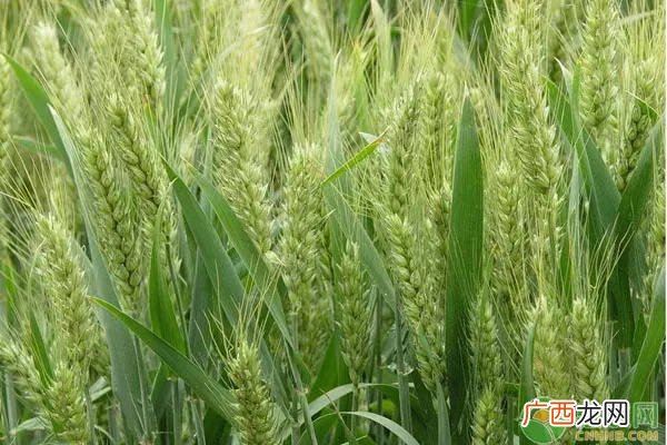 小麦种植时间是什么时候,2012年小麦种植时间？