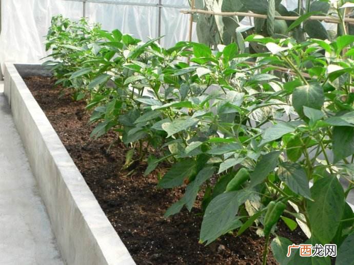 什么是有机基质栽培,椰糠壳种植方法？