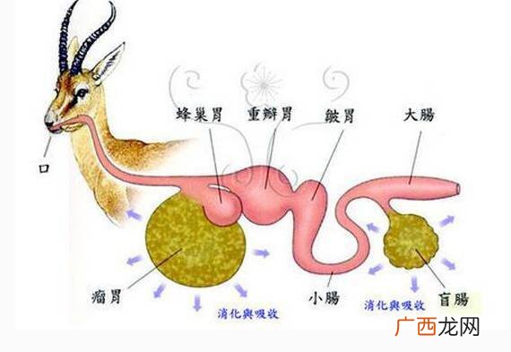 什么叫反刍动物,什么是反刍动物？