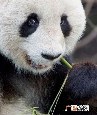 大熊猫如何吃竹子,熊猫是怎么吃竹子的？