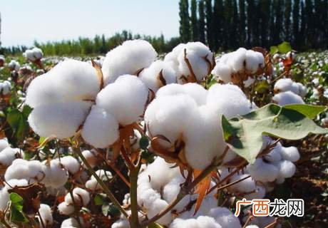 摘棉花什么梗,回家摘棉花啥意思？