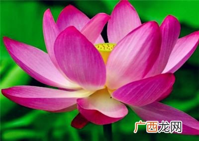睡莲几点开花,睡莲啥时候结苞开花？