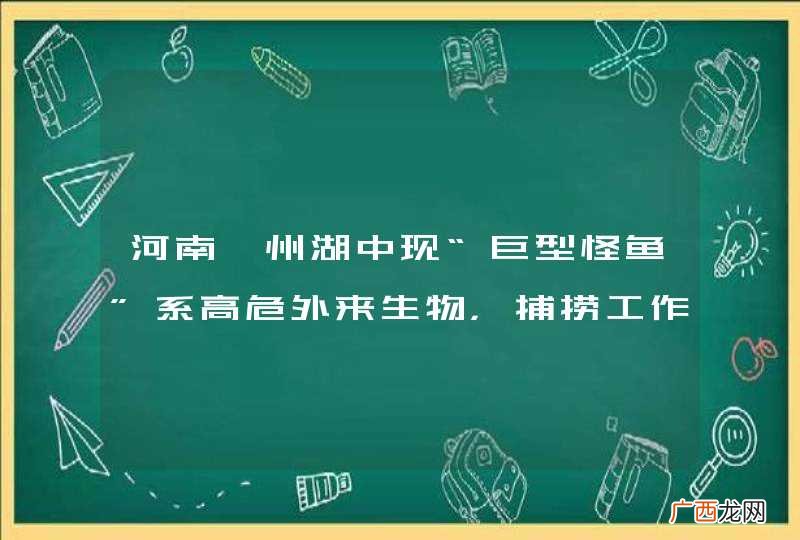 河南汝州湖中现“巨型怪鱼”系高危外来生物，捕捞工作为何如此困难？