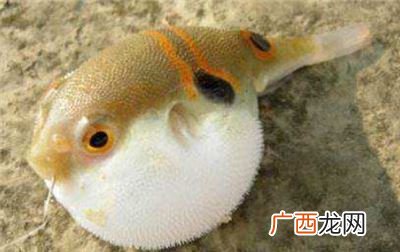 河豚可以养吗,养河豚怎么养？