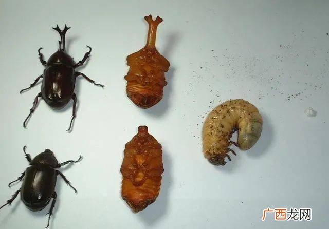 为什么独角仙被称为甲虫之王,为什么独角仙是昆虫里的霸王？
