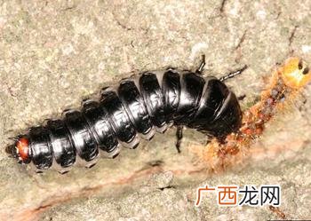 动物有哪几纲,动物界的五纲是如何分类？