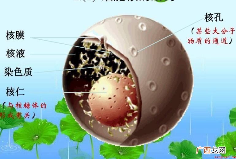 nucleus 细胞质是真核细胞内较大、最重要的细胞膜的结 细胞核的结构是什么