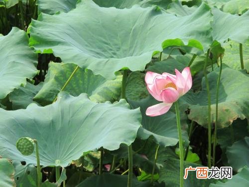 三秋桂子十里荷花为什么是名句,三秋莲子十里桃花出自哪？