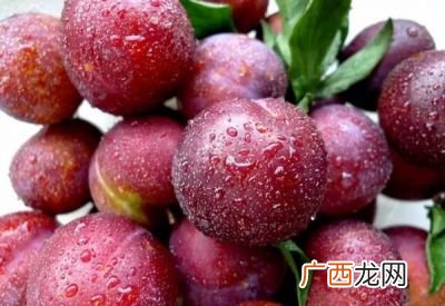 槜李怎么吃,醉李生长周期和过程？