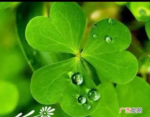 谁知道三叶草的花语啊,三叶草图片代表什么意思？