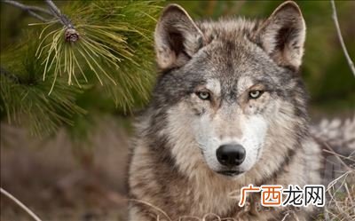 倒勾狼什么意思,狼人杀技巧思维分析谁是狼？