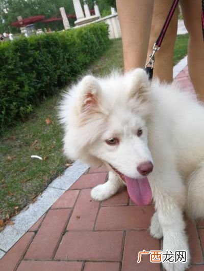 雪哈犬是什么犬种,哈士奇为什么叫雪地犬?