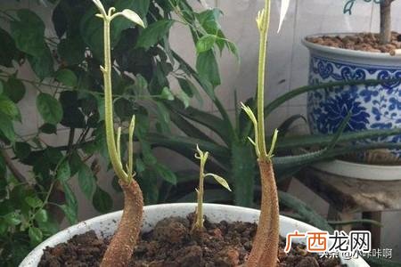 榴莲怎么种植,榴莲怎么种植？