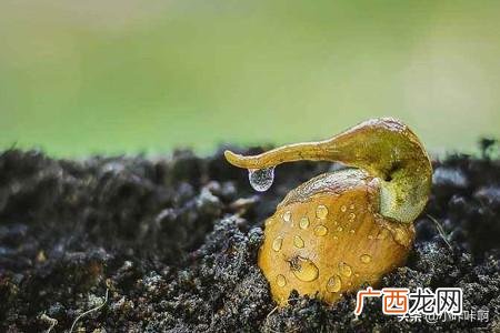 榴莲怎么种植,榴莲怎么种植？