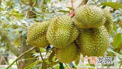榴莲怎么种植,榴莲怎么种植？
