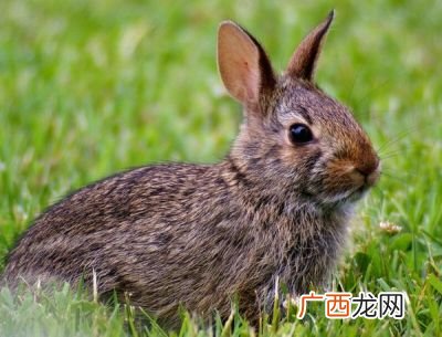 兔子爱吃胡萝卜吗,兔子可以吃胡萝卜吗？
