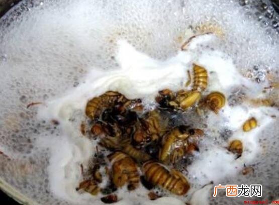 昆虫类知了怎么吃的内容 知了怎么吃