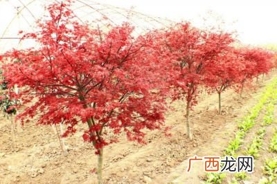 中国红枫与日本红枫有什么区别,日本红枫和美国红枫哪个适合庭院？