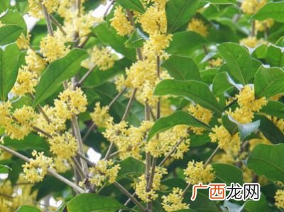 盆栽桂花的养殖方法和注意事项,桂花怎么养，盆栽桂花的养殖方法和注意事项（多浇水晒？