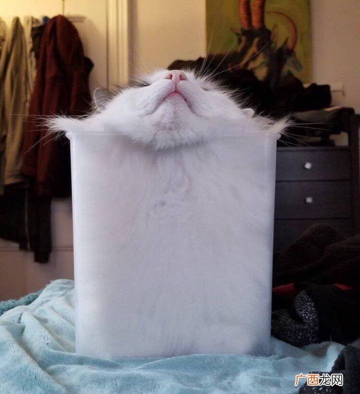 猫是固体还是液体,液体动物是什么意思？