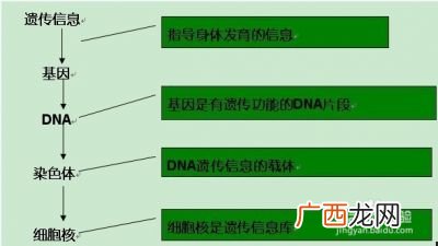 甲基绿遇DNA呈什么颜色呢,甲基绿本身就是绿色的怎么检验DNA？