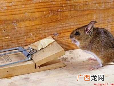 怎么捉老鼠