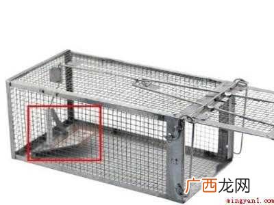怎么捉老鼠
