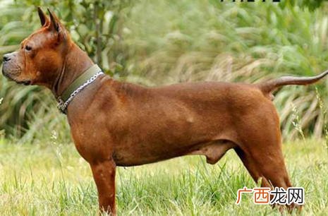 川东猎犬好不好,川东猎犬凶猛吗?