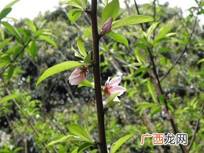 桃树什么时候开花什么时候结果,桃花什么时候开花什么时候成熟？