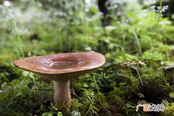 鲜蘑菇长白毛了可以吃 鲜蘑长白毛了能吃吗