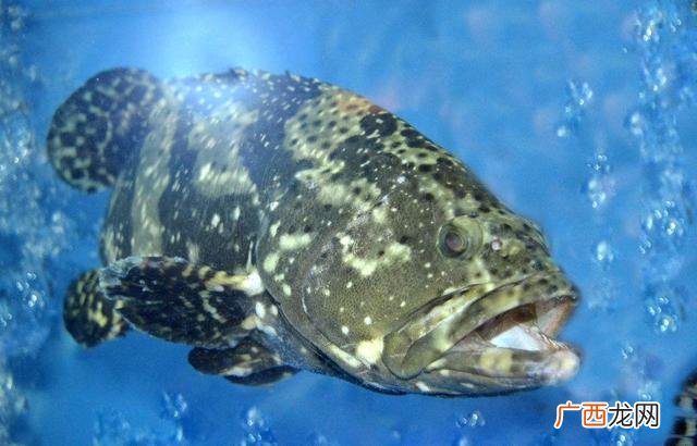 金昌鱼是海鱼吗,金鲳鱼属于海鱼吗？