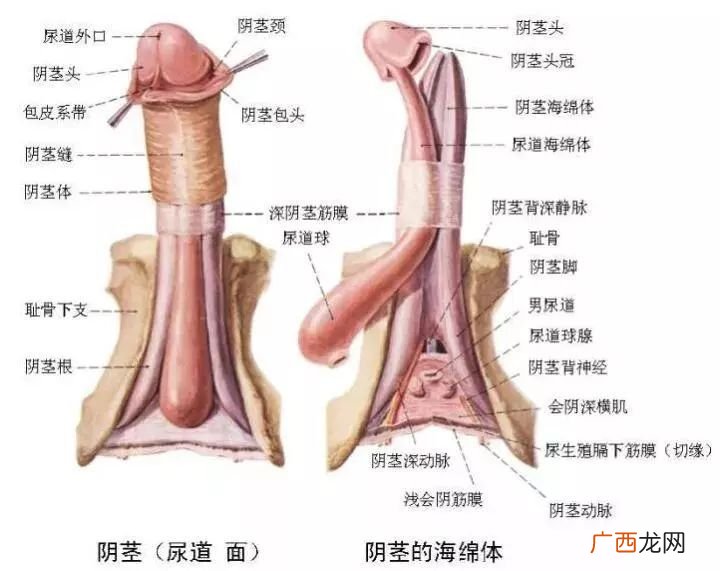 狗的阴茎尿道流脓是怎么回事,狗狗配过了怎么化脓了？