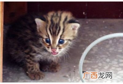 豹猫可以养吗,为什么豹猫不能养？