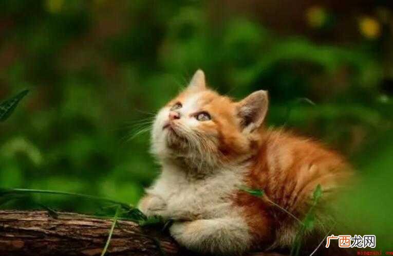 小花猫趴在墙角,屏息凝视,等着老鼠出洞 凝视的近义词是什么
