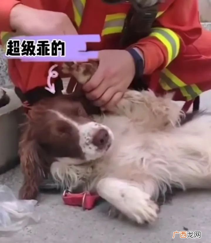 肥狗咬主人忘恩负义是指什么动物,形容忘恩负义有一句谚语是什么？