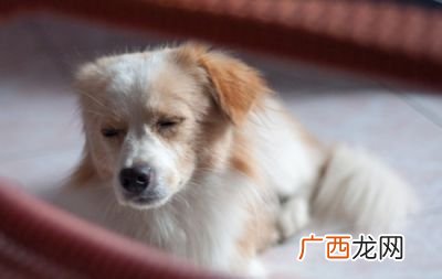 狗翻肠子了有什么办法,金毛翻肠子该怎么办？