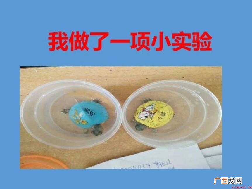 我做了一项小实验的作文怎么写