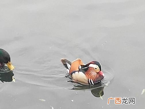 鸭的种类有哪些要图,中国十大古鸭？