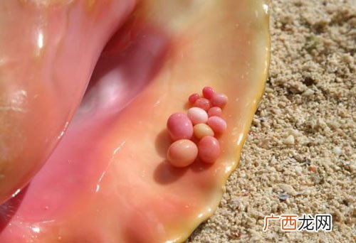 海螺珍珠为什么值钱,产珍珠的贝类有哪些？