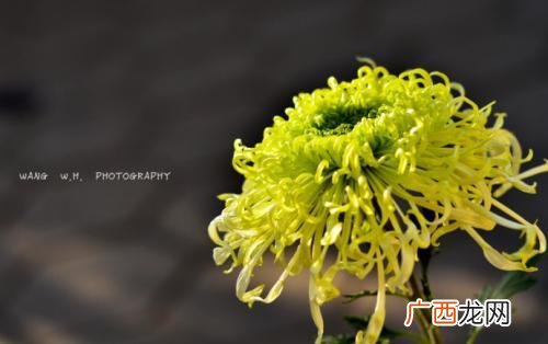 百花齐放比喻什么,一朵花开放成语？