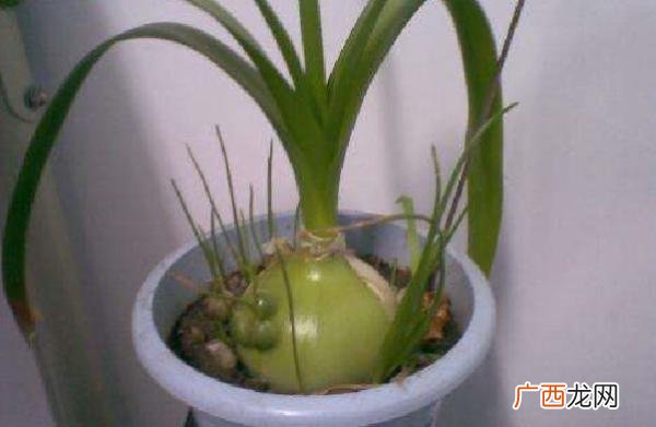 土三七是什么样子,谁知道:有一种植物,长得像元葱,叶子象君子兰的叶子都叫它，旱三七？