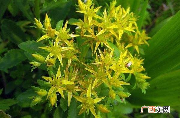 土三七是什么样子,谁知道:有一种植物,长得像元葱,叶子象君子兰的叶子都叫它，旱三七？