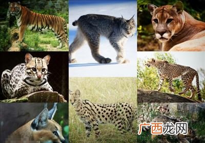 什么是猫科动物,猫科动物怎么划分?