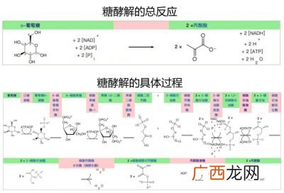 糖酵解在哪里进行,关键酶的调节包括结构调节和什么调节？