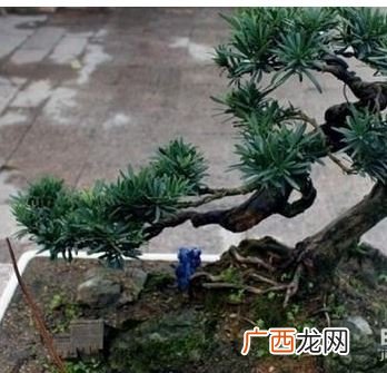 罗汉松该怎么弄造型,罗汉松棒棒糖造型怎么修剪?