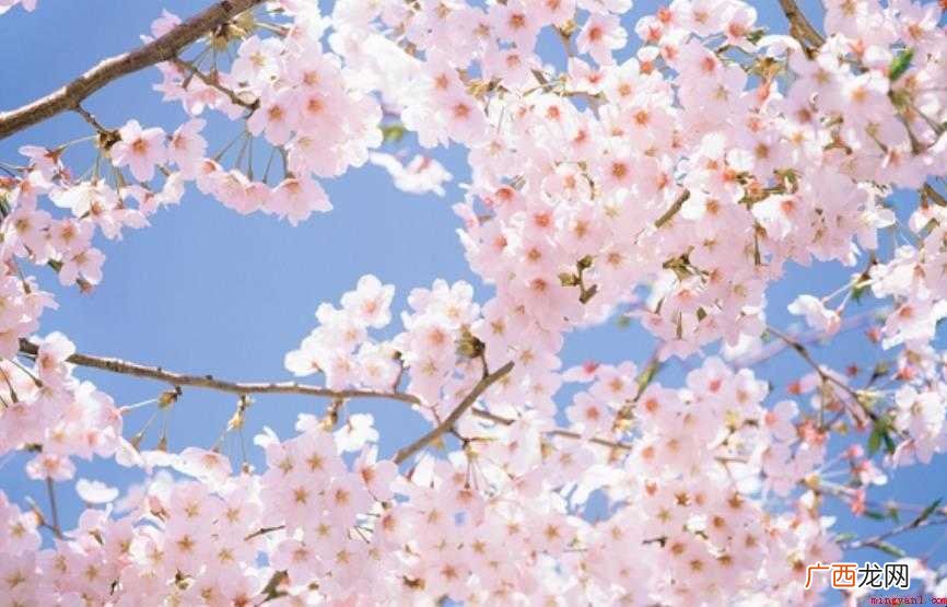樱花什么时候开花