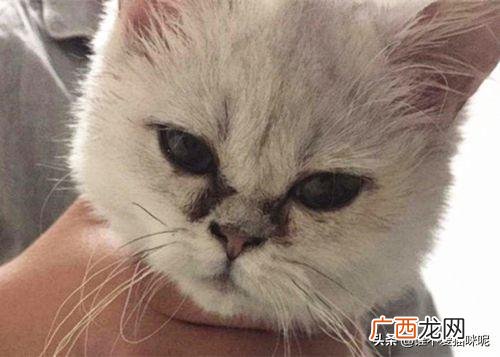 猫为什么会有泪痕,猫有泪痕是怎么造成的，猫咪泪痕重是吃咸了吗？