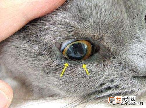 猫为什么会有泪痕,猫有泪痕是怎么造成的，猫咪泪痕重是吃咸了吗？